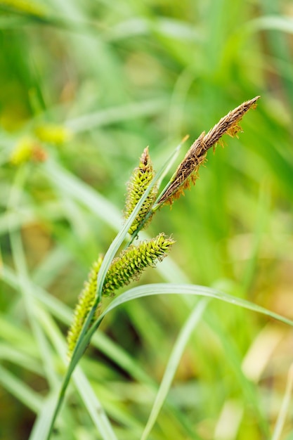 Primo piano di infiorescenza di verde carex pendula piangente carice appeso carice Cyperaceae Natura botanica pianta selvatica