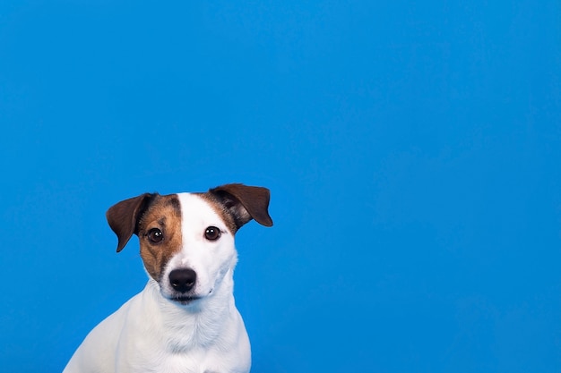 Primo piano di Jack Russell su una superficie blu