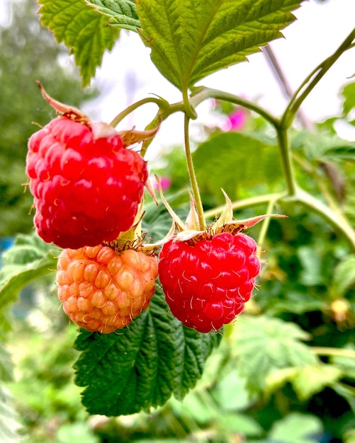 Primo piano di lamponi maturi. Cibo organico. Lamponi su un ramo. Foto di alta qualità