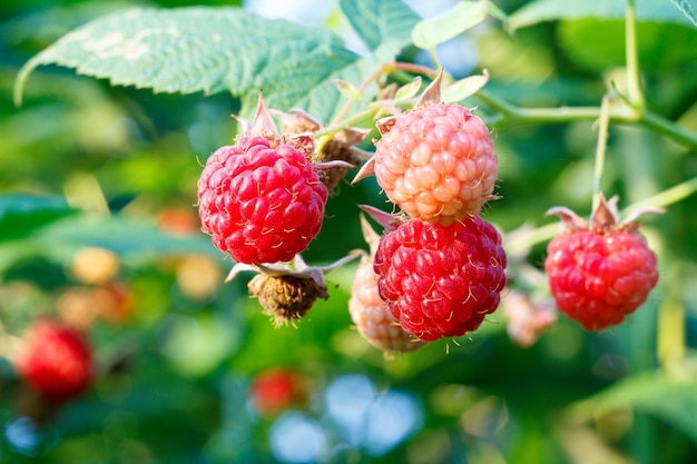 Primo piano di lamponi maturi e acerbi sulla boccola in giardino Profondità di campo ridotta, messa a fuoco selettiva sul lampone rosso