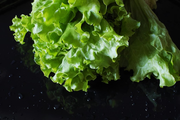 Primo piano di lattuga a foglia verde fresca su sfondo nero bagnato