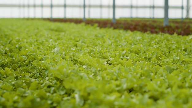 Primo piano di lattuga verde organica completamente cresciuta pronta per il raccolto e la consegna in serra vuota con ambiente idroponico. Focus selettivo sugli ortaggi biologici coltivati senza pesticidi.