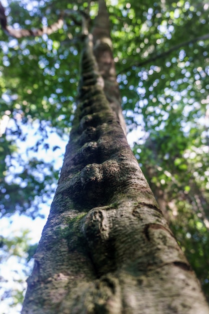 Primo piano di Liana in giungla tropicale