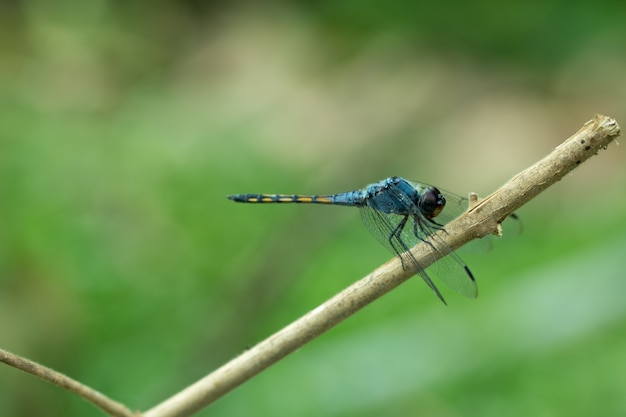 Primo piano di libellula blu