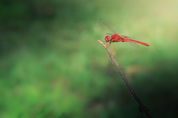 Primo piano di libellula rossa con sfondo sfocato della natura