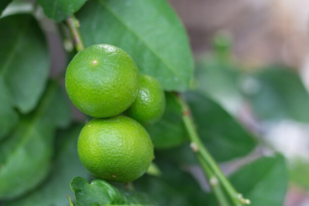 Primo piano di lime verdi appese ai rami e alle foglie del tiglio. Sfondo sfocato