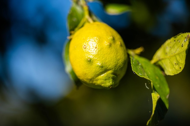 primo piano di limoni su un albero in Australia in primavera