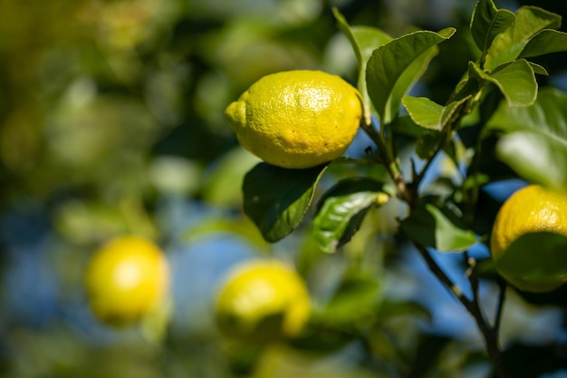 primo piano di limoni su un albero in Australia in primavera