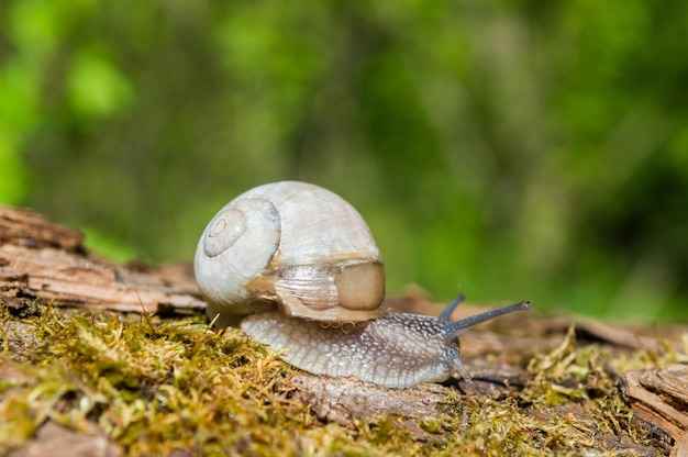 Primo piano di lumaca selvaggia nella foresta verde con sfondo sfocato Natura primaverile