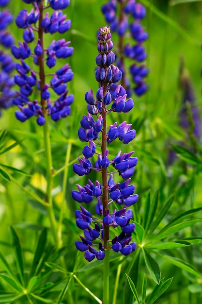 Primo piano di lupini viola