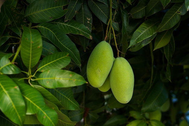 Primo piano di manghi verdi freschi appesi all'albero di mango in una fattoria con giardino con sfondo di luce solare raccolta frutta thailandia.