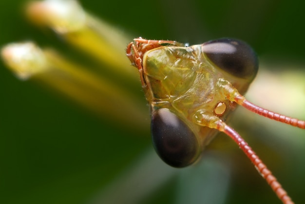 Primo piano di mantide, in un habitat naturale