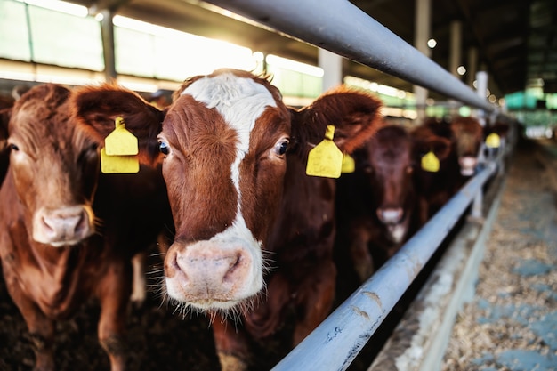 Primo piano di manzo in una stalla sono molte carni bovine