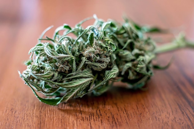 Primo piano di marijuana medica essiccata
