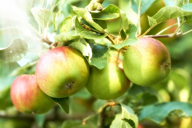 Primo piano di mele che crescono in un frutteto soleggiato all'aperto con riflesso lente Frutta fresca cruda coltivata e raccolta da alberi in un meleto Prodotti biologici pronti per essere raccolti e gustati