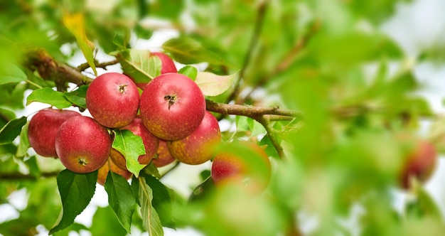 Primo piano di mele rosse che maturano sugli alberi in un frutteto sostenibile in una fattoria in una remota campagna dal basso Coltivazione di frutta fresca e sana per nutrizione e vitamine su terreni agricoli agricoli