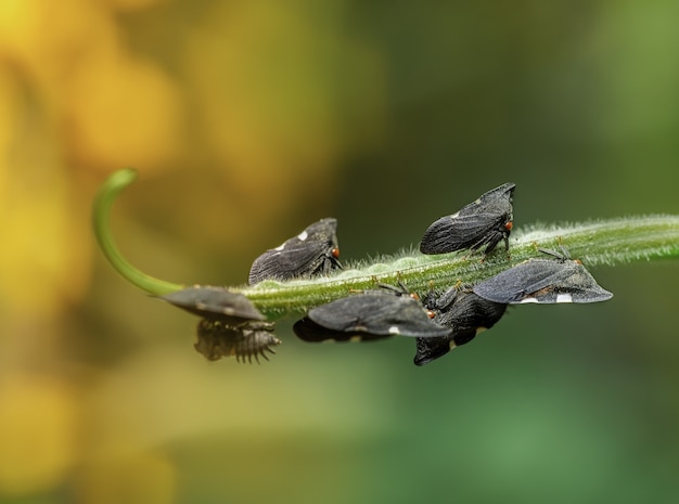 Primo piano di Membracidaes su una pianta verde