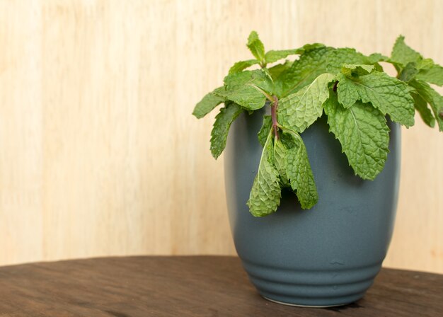 Primo piano di menta foglie di menta in una tazza di ceramica.