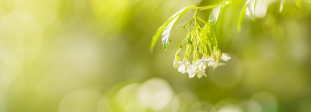 Primo piano di mini fiore bianco sotto la luce del sole con spazio di copia utilizzando come sfondo verde piante naturali paesaggio ecologia carta da parati concetto