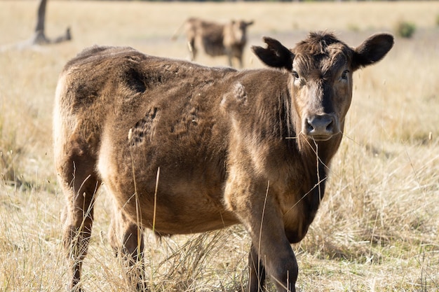 Primo piano di mucche Angus e Murray Grey che mangiano lunghi pascoli in Australia in estate in un periodo di siccità con erba secca