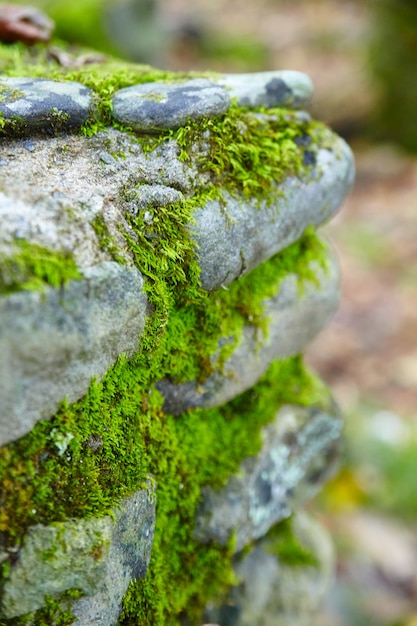 Primo piano di muschio aggrappato a rocce impilate nella foresta