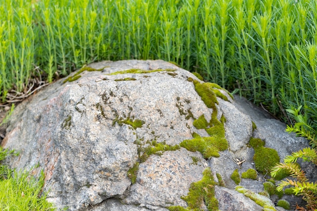 Primo piano di muschio su pietra di granito