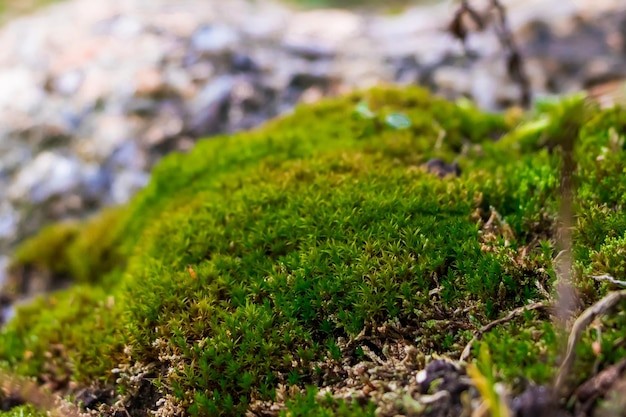 Primo piano di muschio verde Macrocosmo di piante Inizio della primavera e concetto di giardinaggio Messa a fuoco selettiva