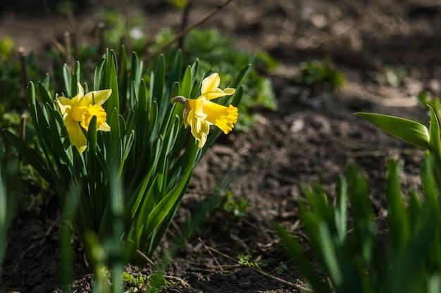 Primo piano di narcisi gialli su sfondo sfocato Fiori con foglie verdi con bokeh Foto di nuova vita Foto per la Giornata della Terra del 22 aprile