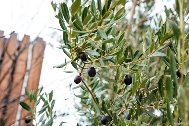 Primo piano di olive nere su legno