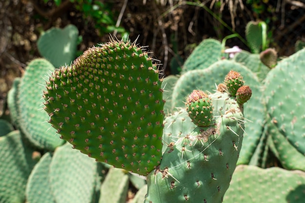 Primo piano di Opuntia comunemente chiamato fico d'India è un genere della famiglia dei cactus Cactaceae