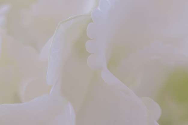 Primo piano di ortensia bianca Filtro morbido sfondo fiore bianco