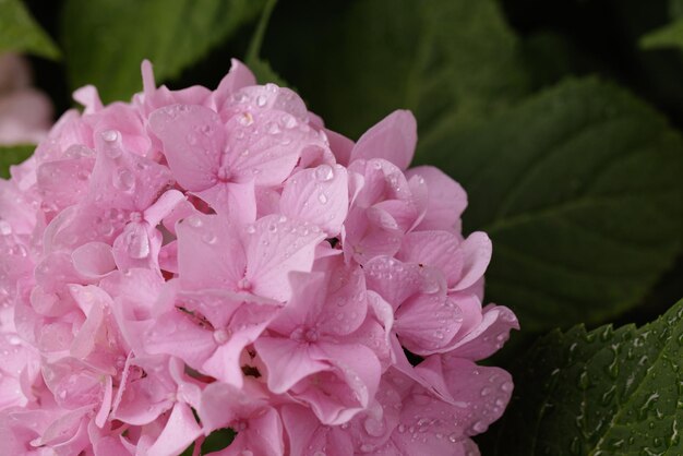 Primo piano di ortensia rosa a foglia larga di Hydrangea macrophylla con gocce di rugiada