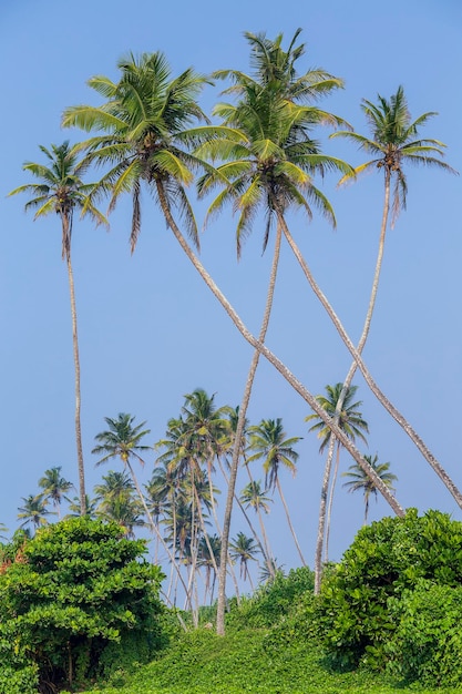 Primo piano di palme verdi contro un cielo blu Thailandia