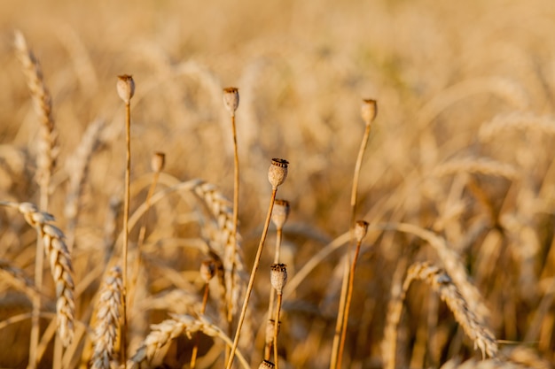 Primo piano di papavero nel campo di grano giallo.