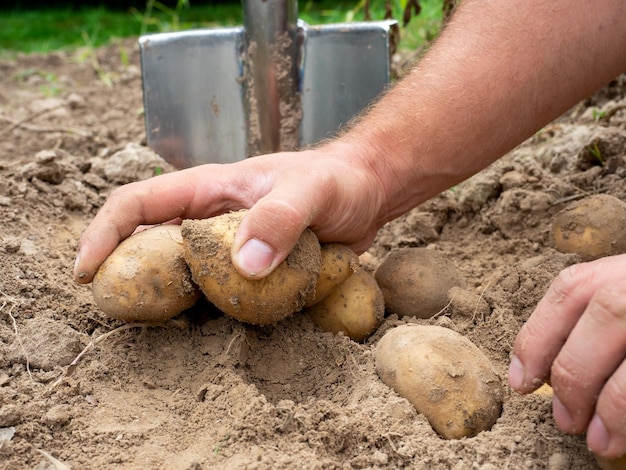 Primo piano di patate fresche scavate nel terreno nelle mani Una pala in background Il concetto di raccolta