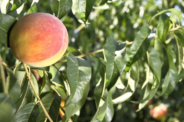 Primo piano di Peach sull'albero