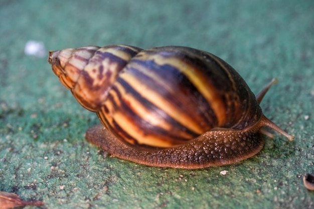 Primo piano di pelle di lumaca che si muove su pietra grigia Lumaca che striscia sulla strada di cemento Concetto di sforzo