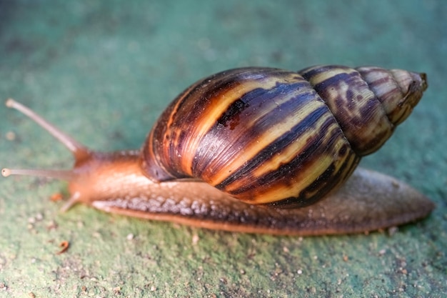 Primo piano di pelle di lumaca che si muove su pietra grigia Lumaca che striscia sulla strada di cemento Concetto di sforzo