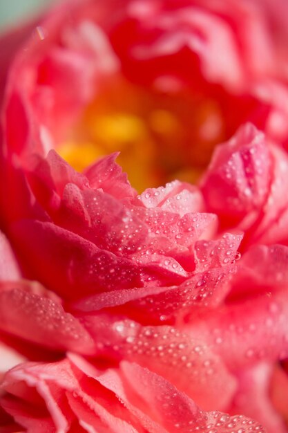 Primo piano di peonie di corallo con gocce di rugiada Bouquet di peonie di corallo nel cesto di vimini Vivace bouquet di peonie colorate