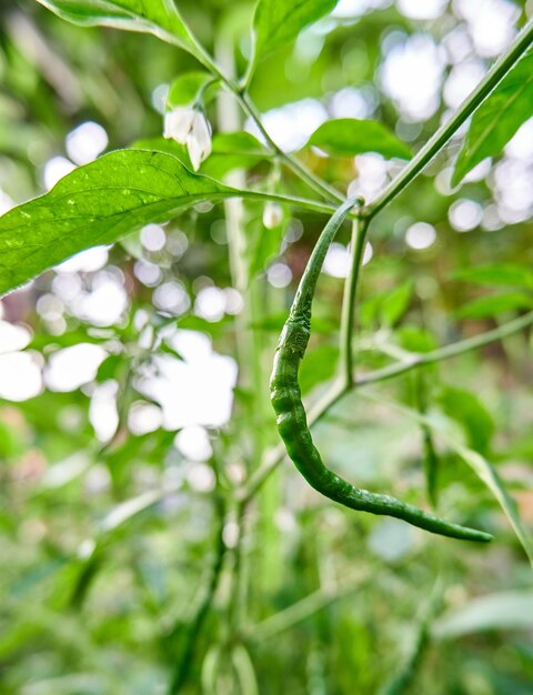 Primo piano di peperoncini ricci freschi pronti per essere raccolti in crescita nel cortile