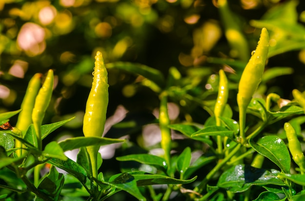 Primo piano di peperoncini verdi