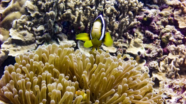 Primo piano di pesce anemone nero alle Maldive.