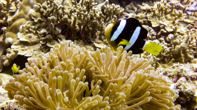 Primo piano di pesce anemone nero alle Maldive.