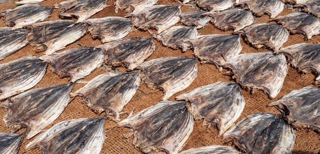 Primo piano di pesce secco in Sri Lanka