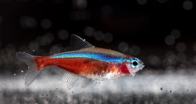 Primo piano di pesci d'acquario