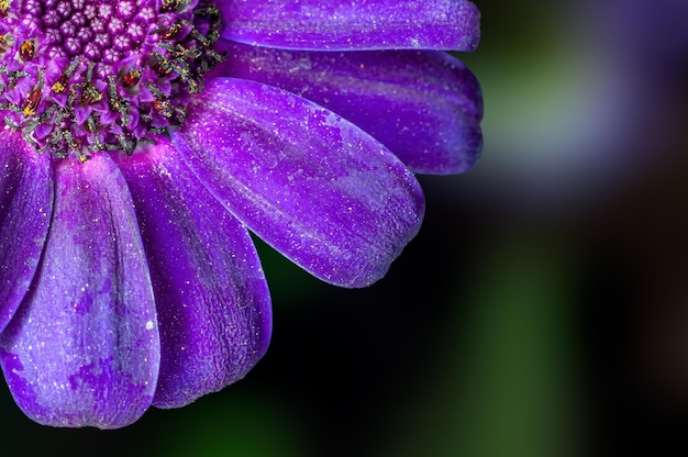 Primo piano di petali di fiori blu