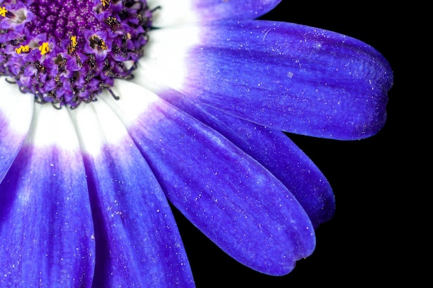 Primo piano di petali di fiori blu