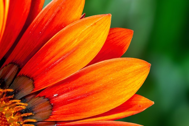 Primo piano di petali di fiori gialli