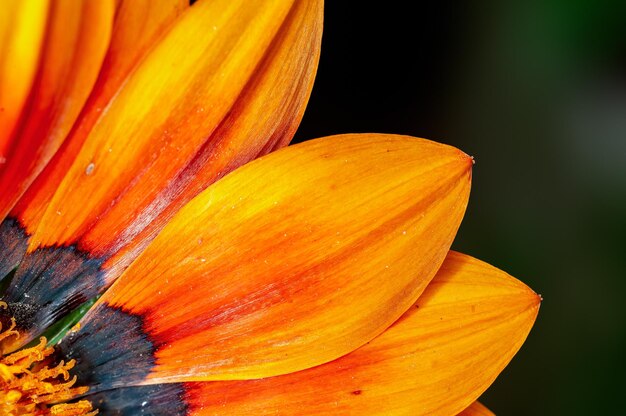 Primo piano di petali di fiori gialli