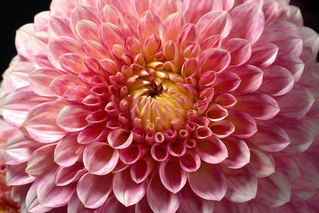 Primo piano di petali di fiori rosa dalia in piena fioritura